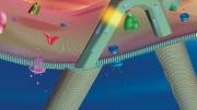 Hyman professor of  chemistry Charles Lieber has created a transistor so small it can be used to  penetrate cell membranes and probe their interiors, without disrupting function. The transistor (yellow) sits near the bend in a hairpin-shaped, lipid-coated  silicon nanowire. Its scale  is similar to that of intra-cellular structures such as  organelles (pink and blue orbs) and actin filaments (pink strand). 