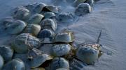 “Horseshoe crabs,” by Piotr Naskrecki, Harvard Natural History Museum