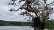 Nests built in trees growing directly in the water are safest from predators. This prime real estate, therefore, is typically commandeered by the largest groups of cooperating adult birds.