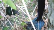 The clutch of eggs is guarded by many parents, although a single male typically covers the night shift.