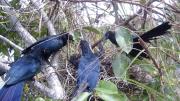 The breeding habits of tropical cuckoos, whose unrelated adults cooperate to rear young, have raised questions about the limits of kin selection in evolution. 