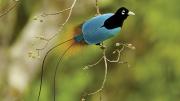 Blue Bird-of-Paradise, Tigibi, Tari area 