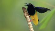 Twelve-Wired Bird-of-Paradise, Nimbokrang, Jayapura area 
