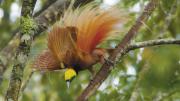 Raggiana Bird-of-Paradise, Kiburu, Mendi area 