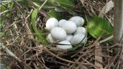 These eggs were deposited in a communal nest by unrelated mating pairs of tropical cuckoos.