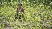 U Myat Thein, an entrepreneurial early adopter of new agricultural technologies, raises corn using Proximity Designs&rsquo; low-cost, gravity-fed drip-irrigation lines. 