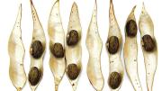 Seedpods of <i>Wisteria frutescens</i> (dispersed ballistically)