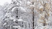 A wintry scene by Meri Bond, at the Arnold Arboretum