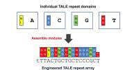 New genome-editing technologies use proteins called transcription activator-like effectors (TALEs), which have interchangeable, repeatable regions that match one of DNA's four nucleotides: adenine (A), thymine (T), guanine (G), and cytosine (C). By linking several DNA-binding domains, indicated by colored blocks, researchers can engineer proteins to target specific DNA sequences.