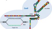 Another genome-engineering method uses a system called CRISPR-Cas, in which an RNA molecule binds to a DNA target and recruits Cas9, a protein that cuts DNA.