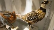 The copper pheasant (right) is found in Japan; the Reeves's pheasant, originally native to north and central China, has been introduced to Europe.