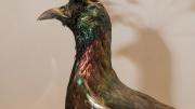 The Himalayan monal is found in Afghanistan, Bhutan, India, Tibet and Myanmar.