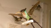 The red-billed streamertail, a hummingbird, hails from Jamaica