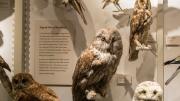 A parliament of owls
