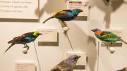 A selection of tanagers
