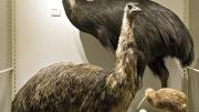 The massive Australian southern cassowary (in back) and emu dwarf a brown kiwi from New Zealand.