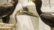 Hornbills, including the Malaysian state bird, <i>Buceros rhinoceros</i> (right)