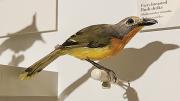 A fiery-breasted bush-shrike