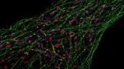 Super-resolution microscopy developed in the lab of Peng Yin allows researchers using conventional microscopes to see the inner workings of cells at the single molecule level. Above, microtubules (green) and mitochondria (purple) dominate the intracellular landscape.