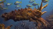 Photograph of a giant cuttlefish, “Sepia apama,” at Cabbage Tree Bay, Australia: among Peter Godfrey-Smith’s subjects for his research on cognition