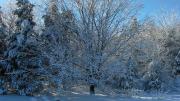 Blue sky, wintry day with snow on the ground and snow on maple tree branches