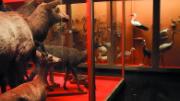 The display cases at the present Museum of Natural History are much as they were in the nineteenth century. Below left: A noisy air-conditioning unit does its best to maintain conditions suitable for the celebrated glass flowers. Below right: The lack of climate control has cracked the hide of a stuffed animal.