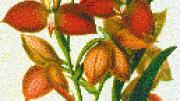 The ravishing Oerstadella elvolle, the signature orchid of the exhibition. 