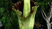 The opposite side of the "flower," taken just after the image above