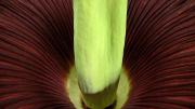 Detail of the fully open titan arum, photographed from above