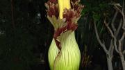 July 14, 2 p.m., just before the plant was cut down