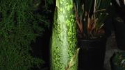The titan arum on June 30