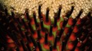 This closeup shows the titan arum's actual flowers: the female flowers are the reddish hooks in the bottom half, the male flowers are the multitudes of whitish bumps above.