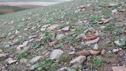 Sherds as they turn up on the ground