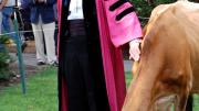 Cox asserts his endowed chair’s prerogative as Faith grazes in Tercentenary Theatre, once part of the College cow yard.