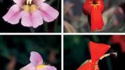 One form of the Rocky Mountain monkey flower has a long trumpet suited to pollination by hummingbirds; the other is pollinated by bumblebees. Their hybrid offspring don&rsquo;t do well in the wild, however, because they are not easily fertilized by the birds or the bees.