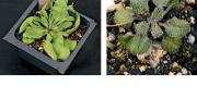 Inhibiting a &ldquo;protein chaperone&rdquo; in the cress plant, <em>Arabadopsis thaliana, </em>mimics the effect of an environmental stress, revealing the hidden variation in the plant's genome. On the left, the unmodified control plant; on the right, a mutant reveals succulent-like characteristics.