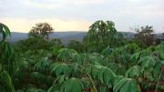 Cassava plants, a major crop grown in eastern Rwanda