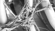 Mold, seen here at 1,000-times magnification, wraps itself around fibers. Depending on conditions, it can lie dormant or quickly overrun its host.
