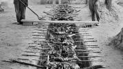 <em>Real</em> barbecuing, the old- fashioned way, at Braswell Plantation, 1944