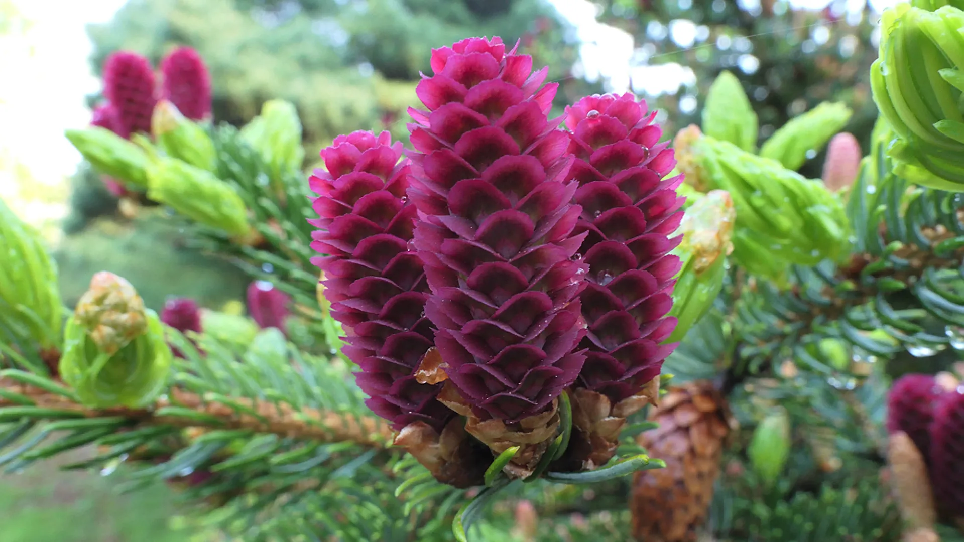 An organismic biologist praises reawakening to the natural world