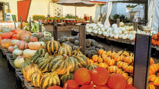Array of squashes, tomatoes, and other local produce at Ward's Berry Farm