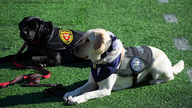 Yale mascot Handsome Dan XIX and a Harvard University Police dog at The Game