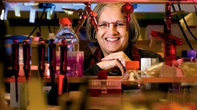 Professor Dyann Wirth leads the Harvard Malaria Initiative.