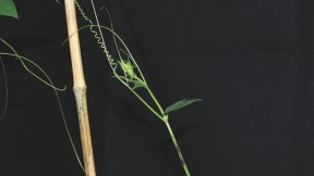 Grasping cucumber tendrils coil in two different directions. Close study led to the discovery of a new type of spring. 