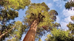 Looking up at a sequoia: For all their evolutionary advantages, mammalian species have shorter life spans than ants and trees.