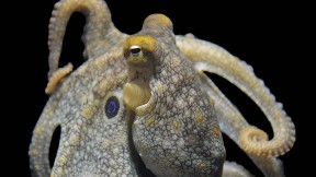 Photograph of a California two-spot octopus
