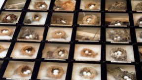 Photograph of collected hummingbird nests and eggs