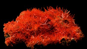 Crocoite from the Adelaide Mine in Tasmania