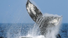 A diving humpback shows its flukes—a favorite sight for whale watchers. 