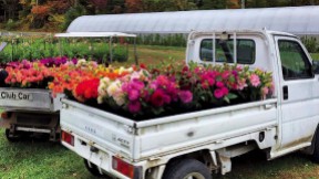 Pick up trucks filled with colorful flowers 